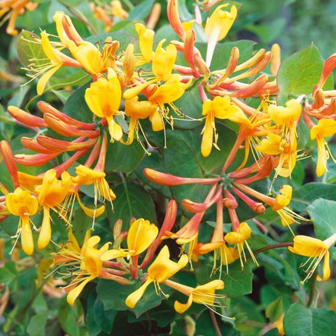 Carpet Creeping Honeysuckle seeds thrive in sun to partial shade for versatile placement.