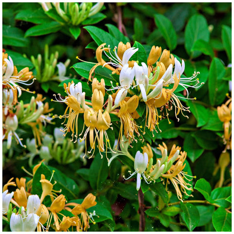 Carpet Creeping Honeysuckle seeds attract bees and butterflies with nectar-rich blooms.