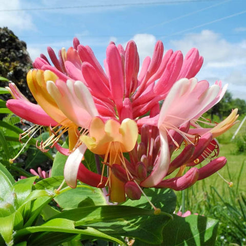 Carpet Creeping Honeysuckle seeds offer a fragrant, long-lasting garden feature.