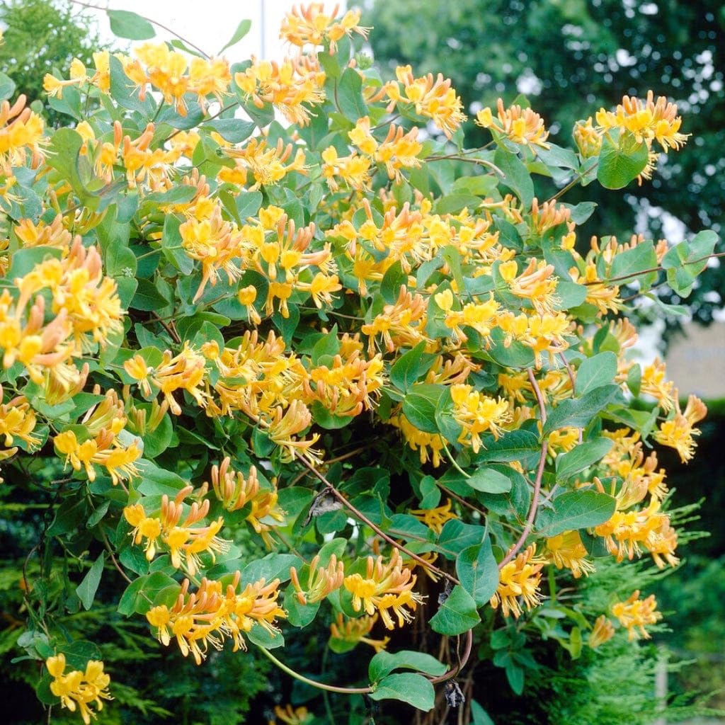 Carpet Creeping Honeysuckle seeds provide a rewarding planting experience for gardeners of all levels.