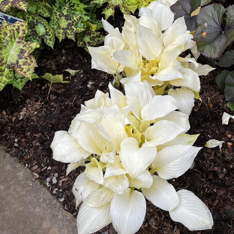 Carpet Creeping hosta leaves provide tropical shade in a garden bed.