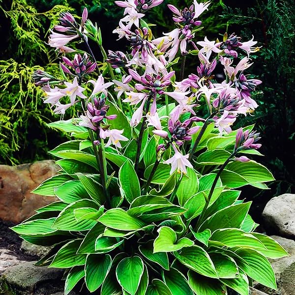 Carpet Creeping hosta blossoms scent a seating area on a patio.