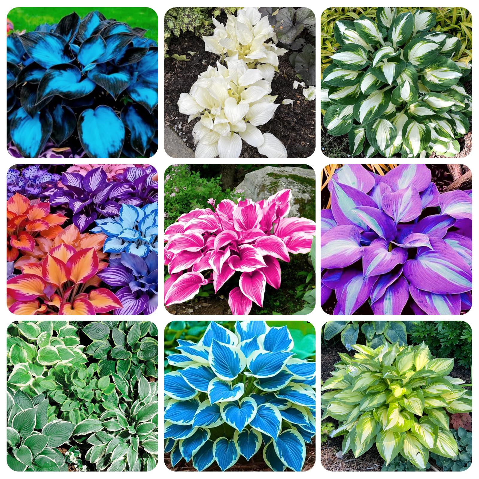 Carpet Creeping hosta seeds pack in an urban balcony garden for early color.