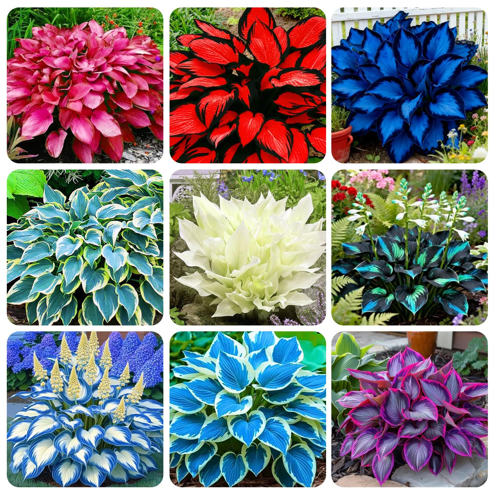 Carpet Creeping hosta seeds packaging shows open pollinated heirloom varieties for shade gardening.