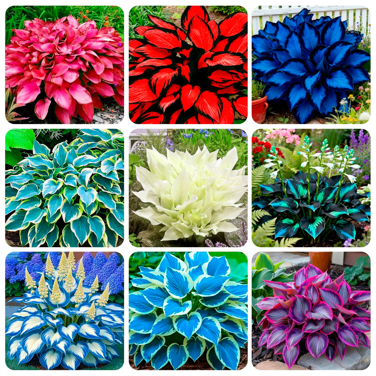 Carpet Creeping hosta seeds packaging shows open pollinated heirloom varieties for shade gardening.