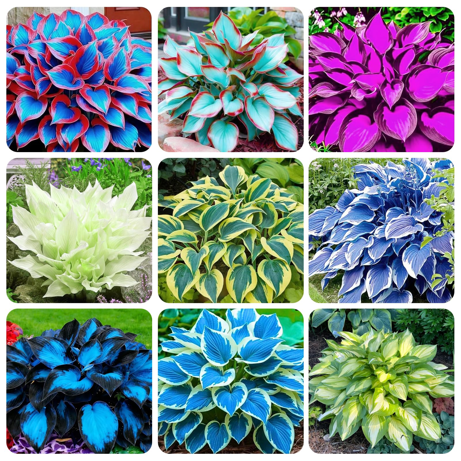 Carpet Creeping hosta seeds under shade highlight low-light garden suitability.