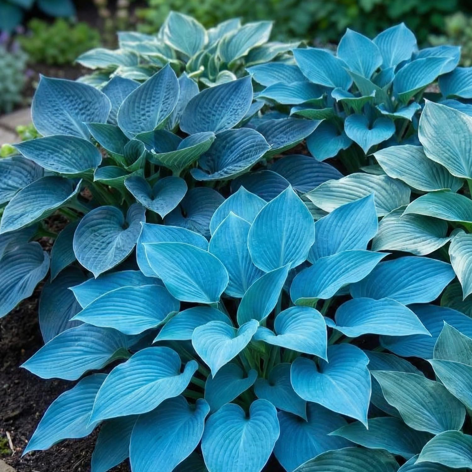 Carpet Creeping hosta shaded garden – resilient leaves resist browning in low-light areas.