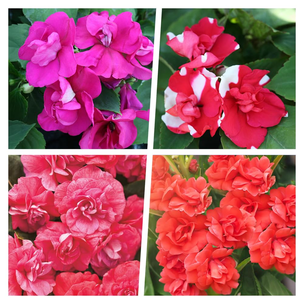 Carpet Creeping Impatiens provide bushy growth for borders and pots.