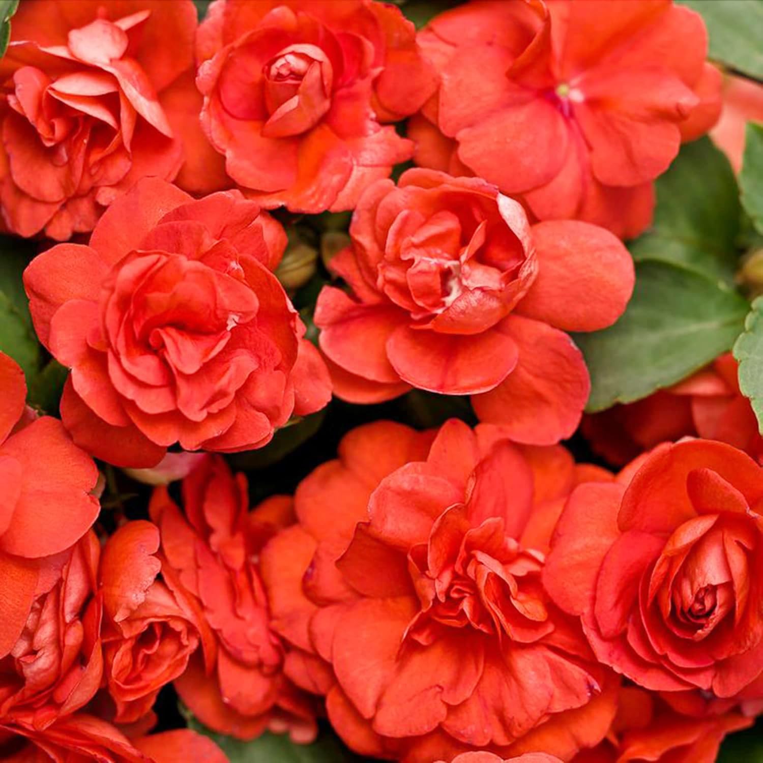 Carpet Creeping Impatiens ideal for mixed beds and decorative containers.