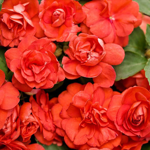 Carpet Creeping Impatiens ideal for mixed beds and decorative containers.