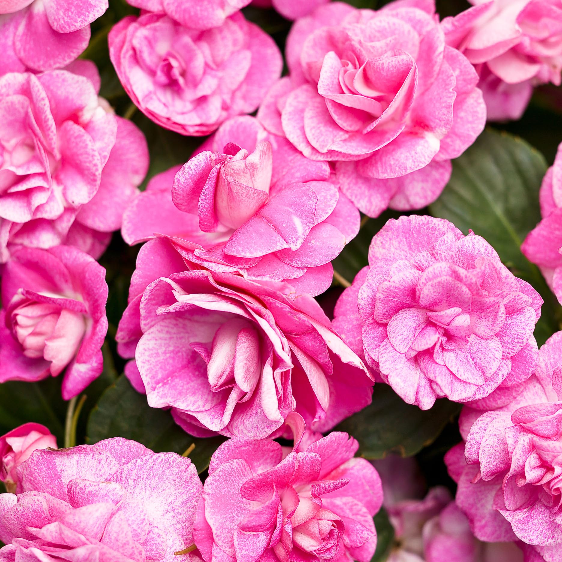 Carpet Creeping Impatiens seeds offer easy planting and quick germination.