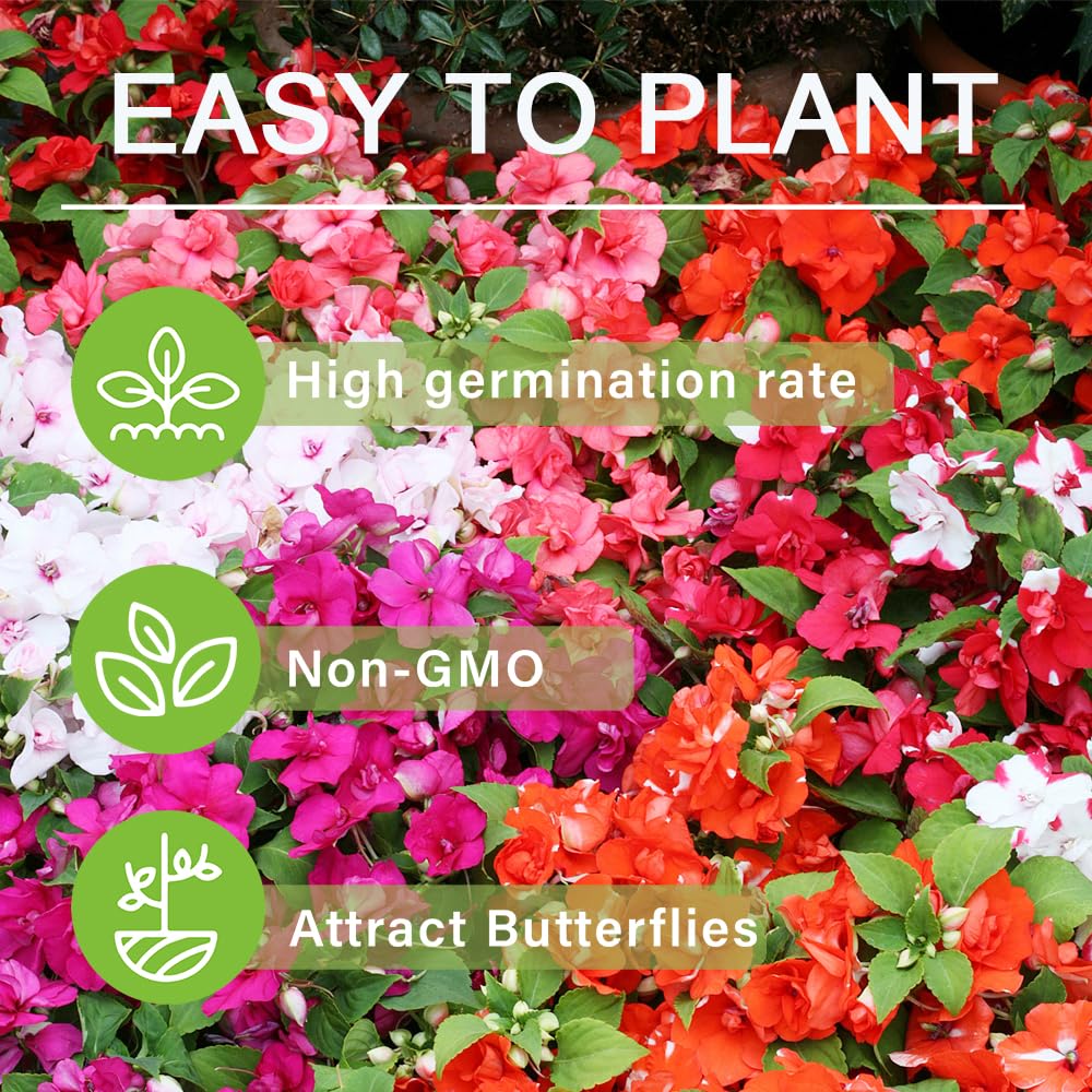Carpet Creeping Impatiens suit indoor bonsai or decorative displays.