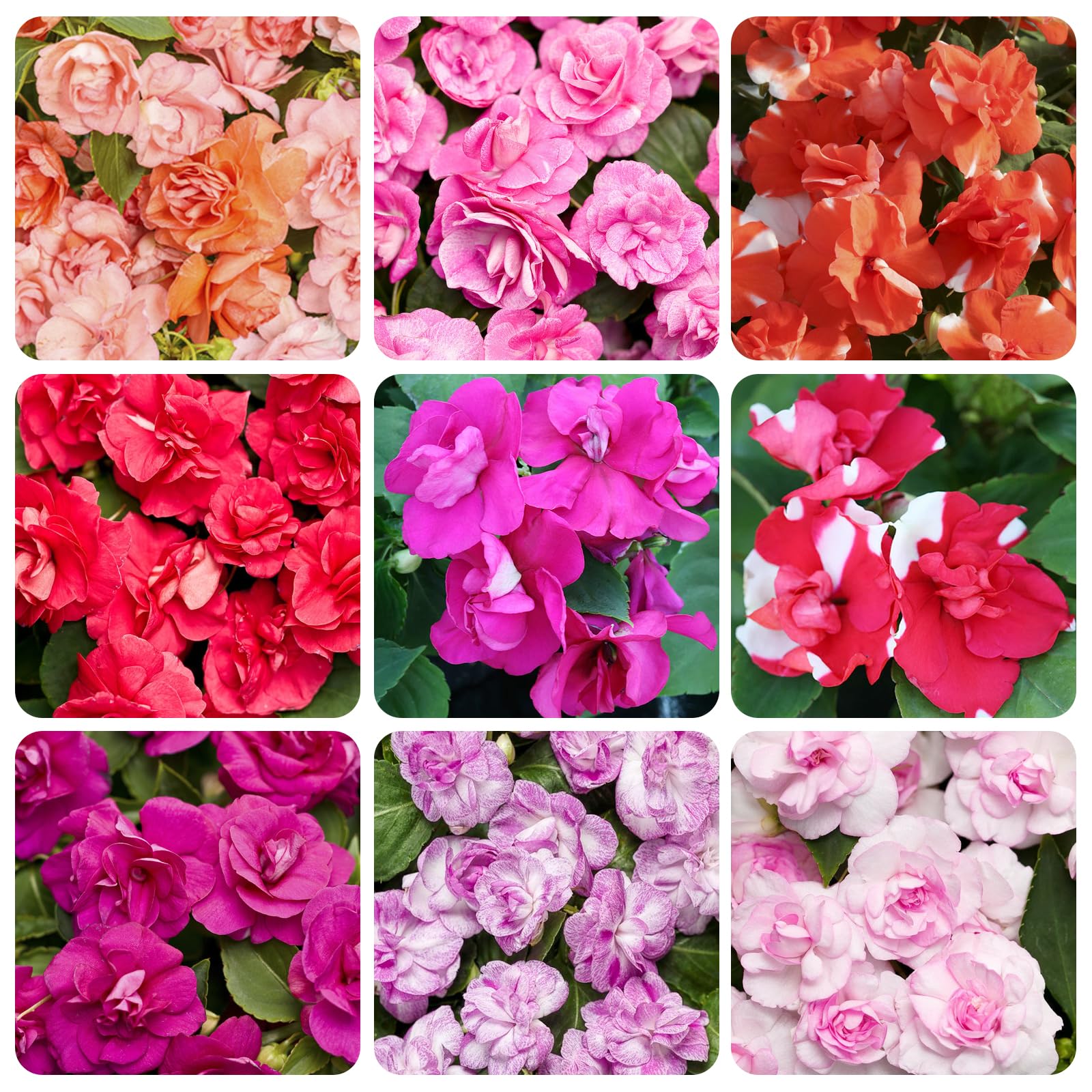 Carpet Creeping Impatiens mixed colors brighten garden beds.