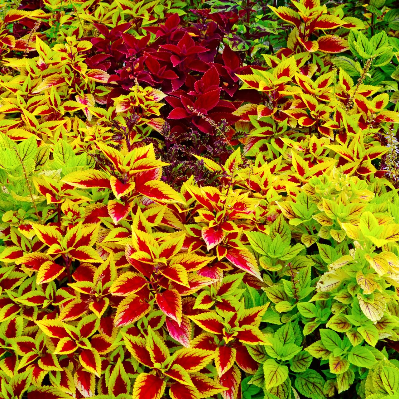 Indoor planter with Carpet Creeping Coleus for colorful interior accents