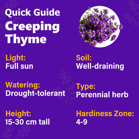Carpet Creeping thyme grows indoors on a sunny windowsill.