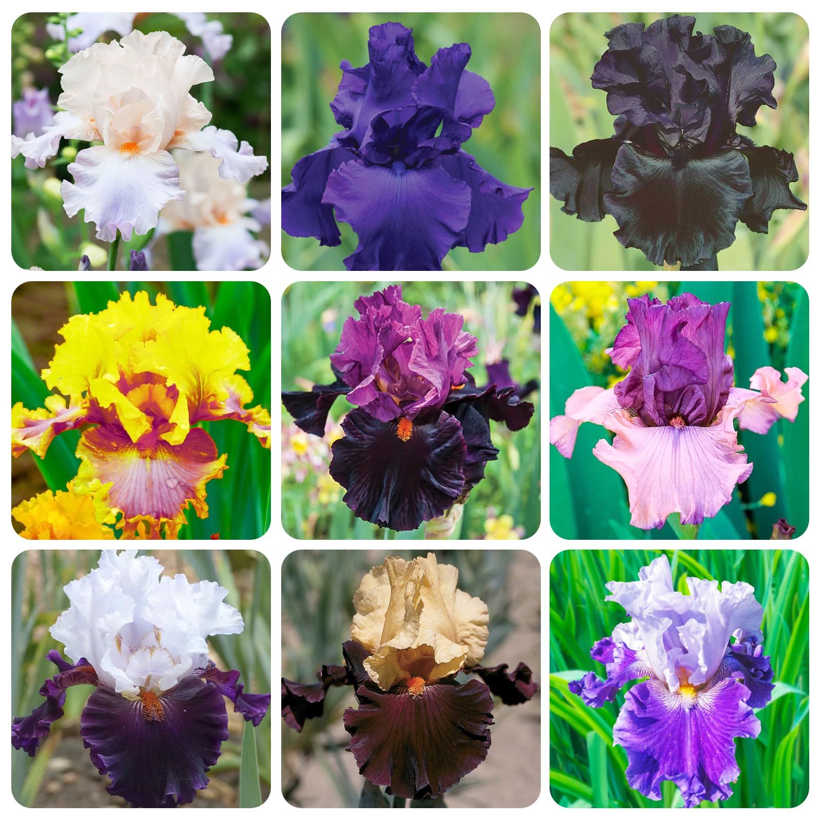 Carpet Creeping iris seeds border-edge for defined garden borders