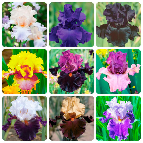 Carpet Creeping iris seeds border-edge for defined garden borders