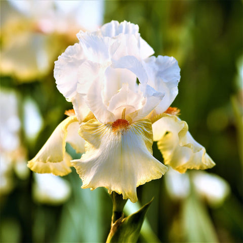 Carpet Creeping iris seeds long-bloom-season delivers color through late spring