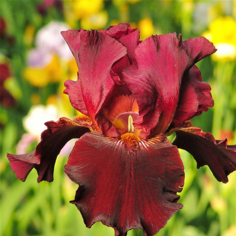 Carpet Creeping iris seeds perennial-beauty return each season in the bed
