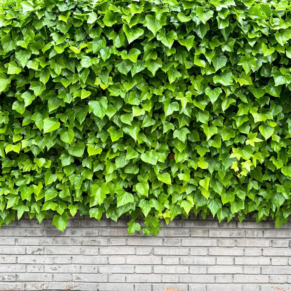 Carpet Creeping ivy seed bonsai display enhances containers with trailing greenery.