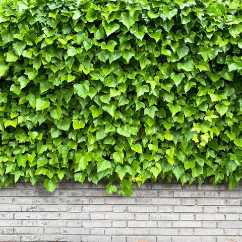 Carpet Creeping ivy seed bonsai display enhances containers with trailing greenery.