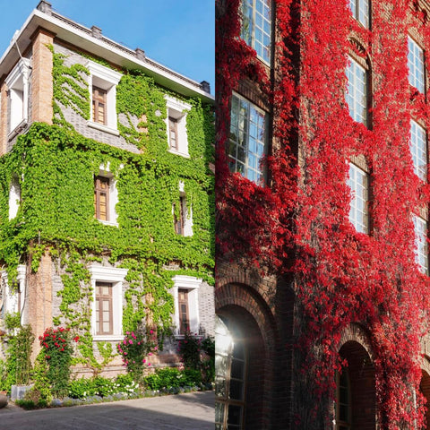 Carpet Creeping ivy seed climbing plants help create green walls and natural trellises.