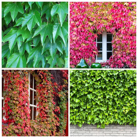 Carpet Creeping ivy seed draping wall adds lush detail to garden features.