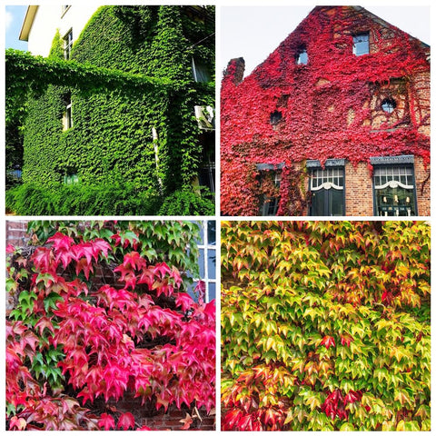 Carpet Creeping ivy vine seed ground cover provides shade-friendly soil protection for gardens.
