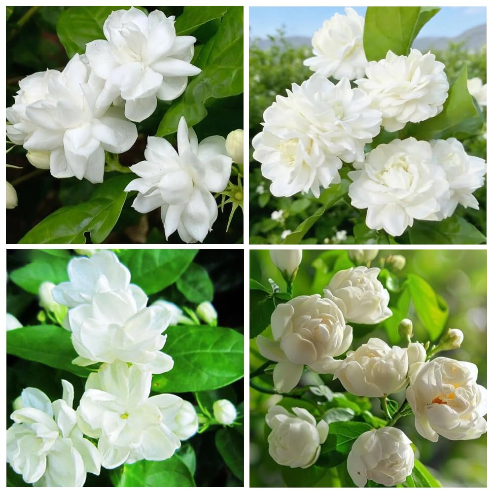 Carpet Creeping jasmine bloom closeup – fragrant, long-lasting flowers