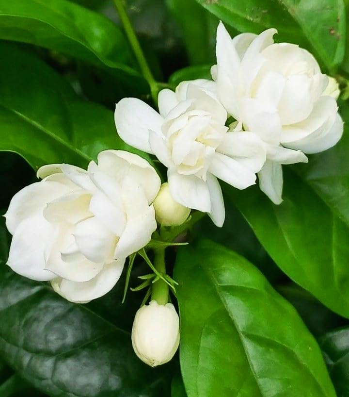 Carpet Creeping jasmine garden decor setup – ideal for weddings
