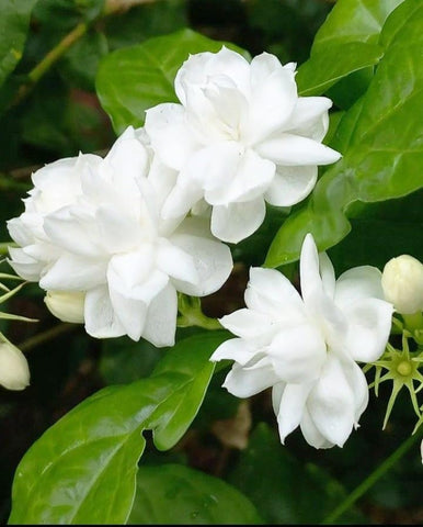 Carpet Creeping jasmine vine on fence – lush greenery and aroma