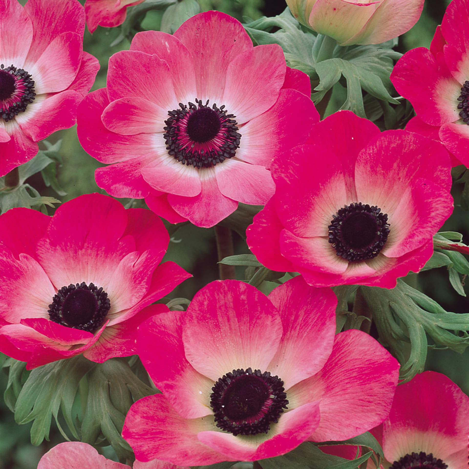 Carpet Creeping Jerusalem Anemone bloom adding vibrant color to borders