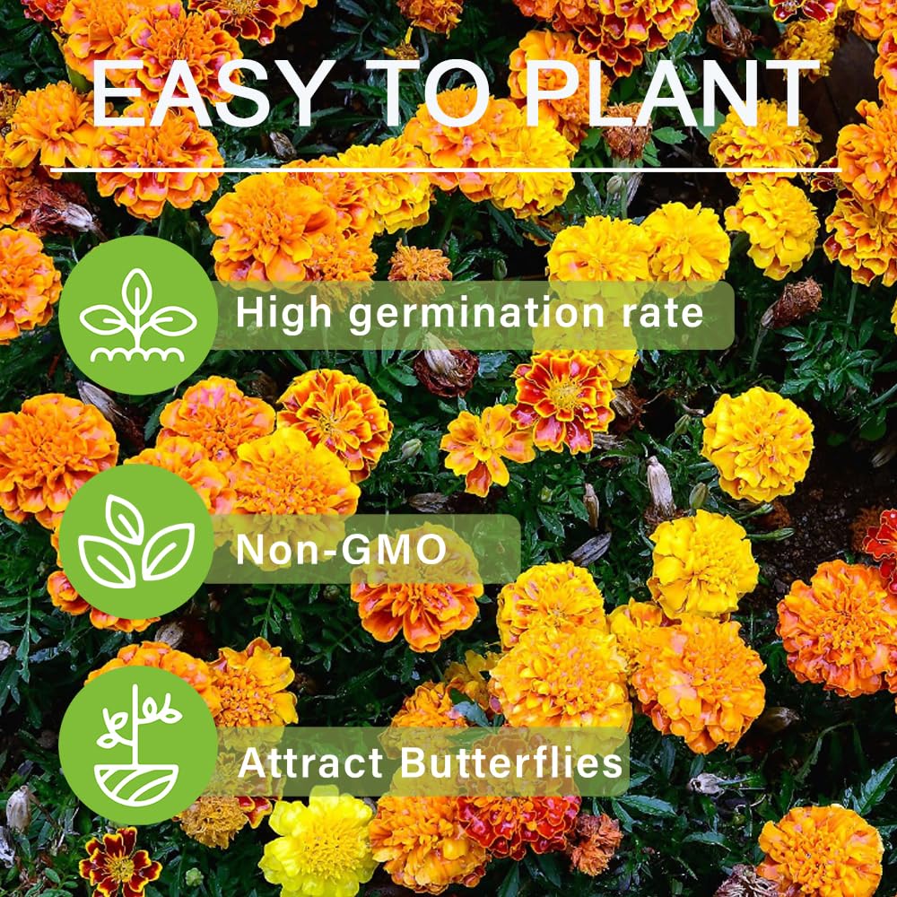 Carpet Creeping marigolds bloom from late spring and continue.