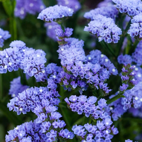 Carpet Creeping Limonium Sinuatum stems form a sturdy border display