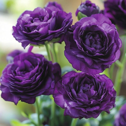 Carpet Creeping lisianthus delicate petal blooms suited for fresh-cut arrangements.