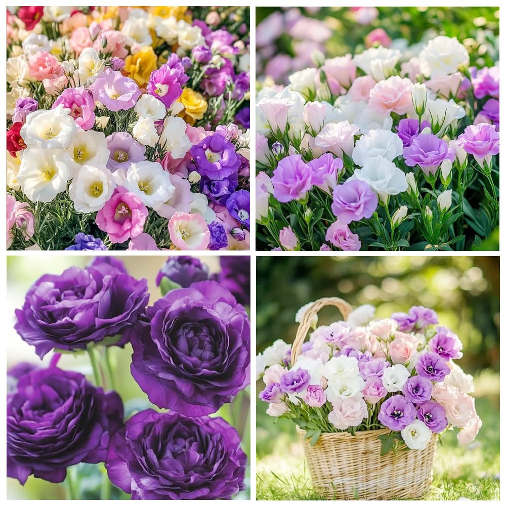 Carpet Creeping lisianthus seeds pack closeup highlights seed texture and quality.