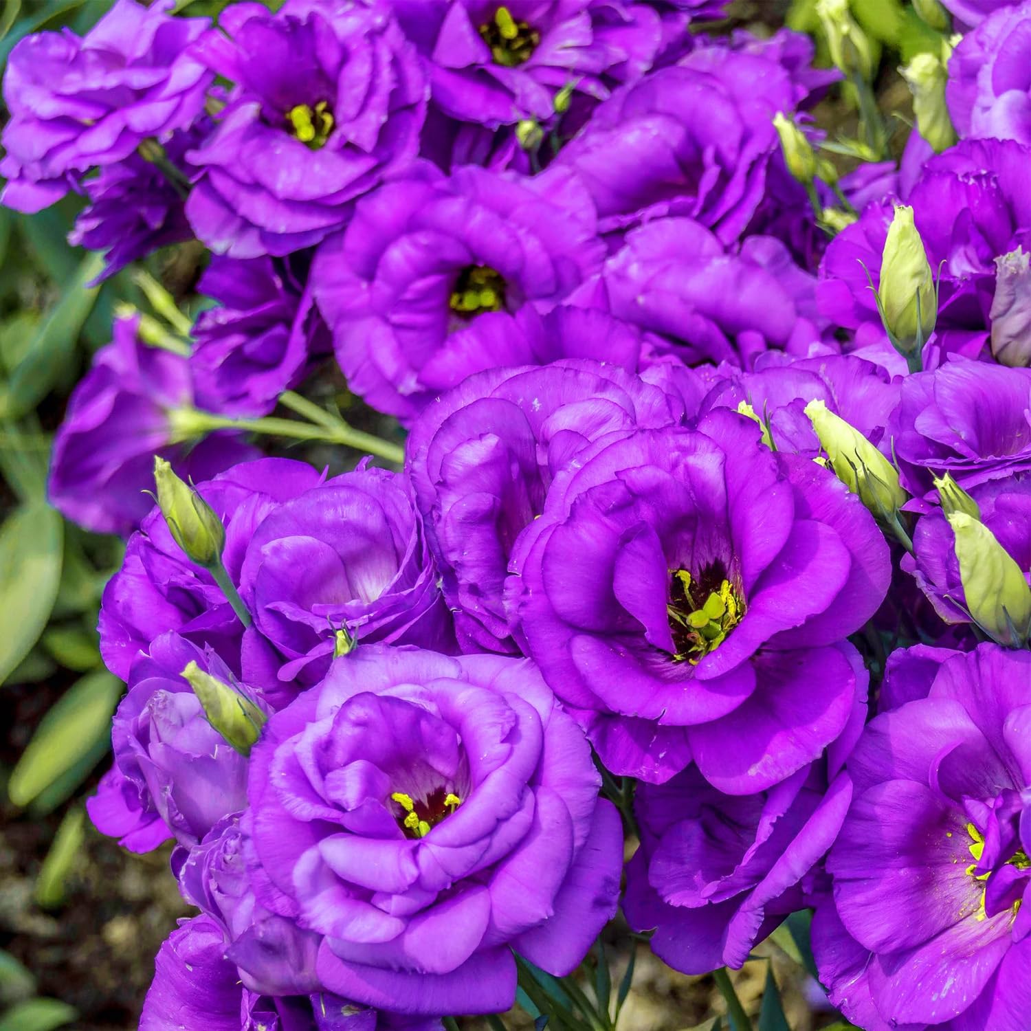 Carpet Creeping lisianthus seeds soil-planting setup visible for home gardens.