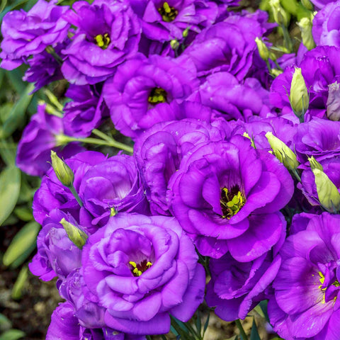 Carpet Creeping lisianthus seeds soil-planting setup visible for home gardens.