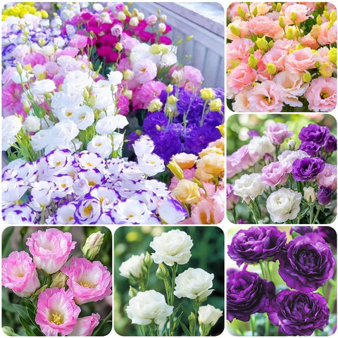 Carpet Creeping lisianthus thornless seeds showcase refined garden color for borders.