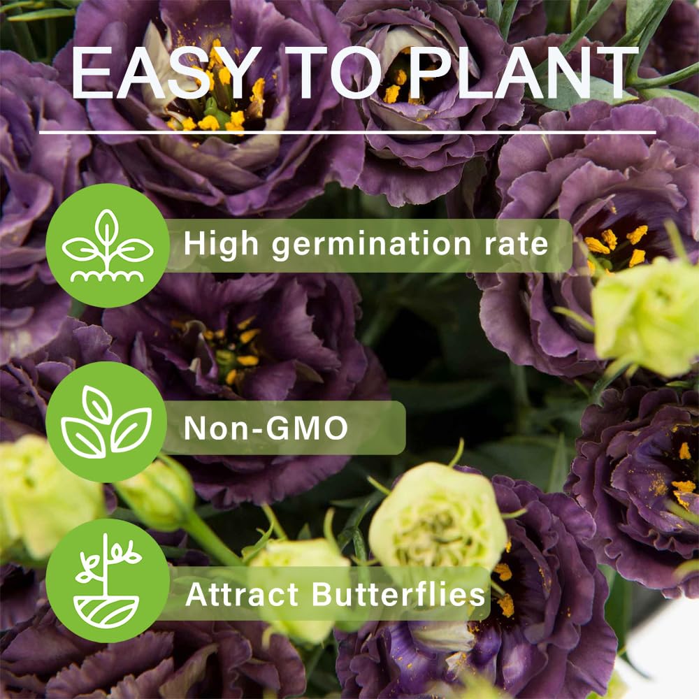 Carpet Creeping lisianthus seeds vase arrangement highlight long-lasting stems.