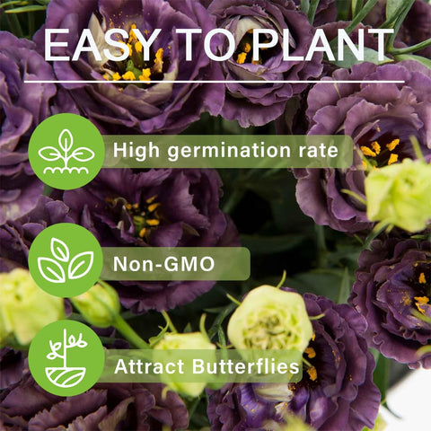 Carpet Creeping lisianthus seeds vase arrangement highlight long-lasting stems.