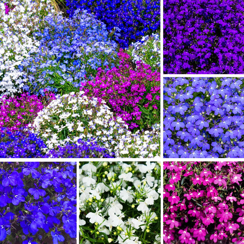 Carpet Creeping Lobelia blooms offer vibrant blues, pinks, and purples.