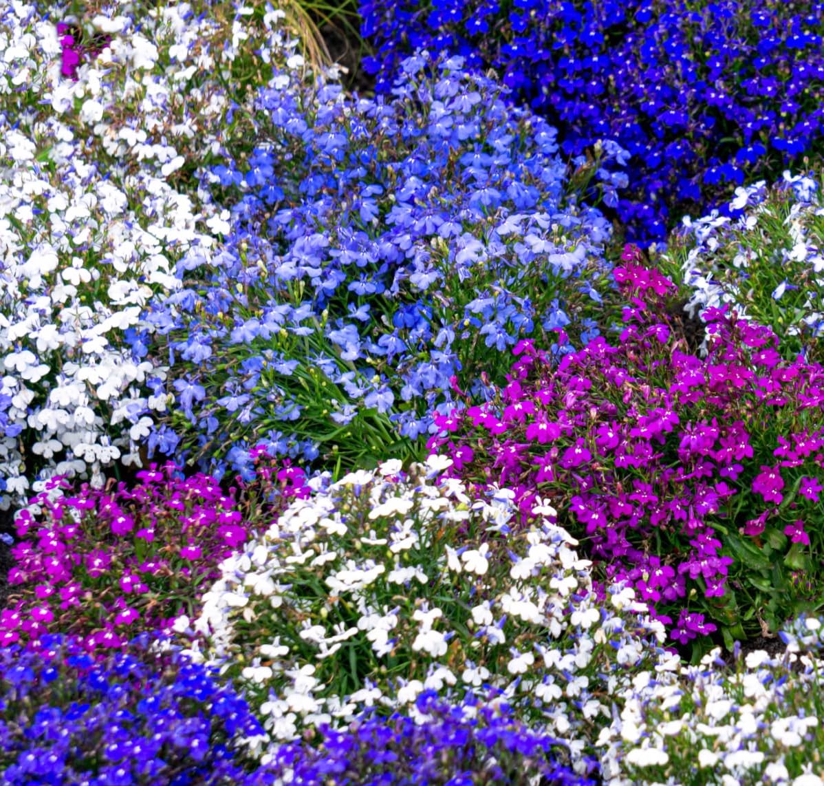Carpet Creeping Lobelia seeds for borders, containers, and hanging baskets.