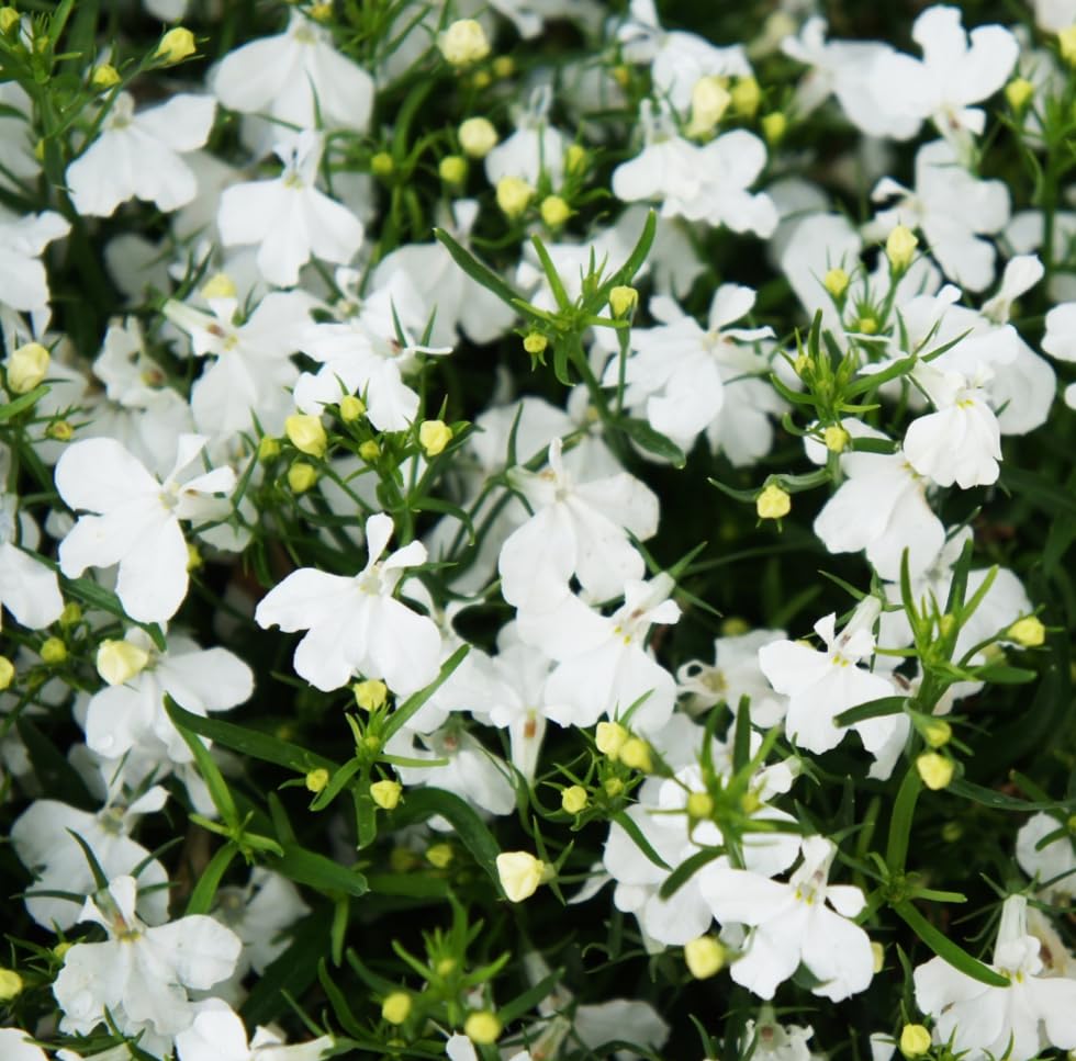 Carpet Creeping Lobelia dense growth creates colorful edging and slopes.