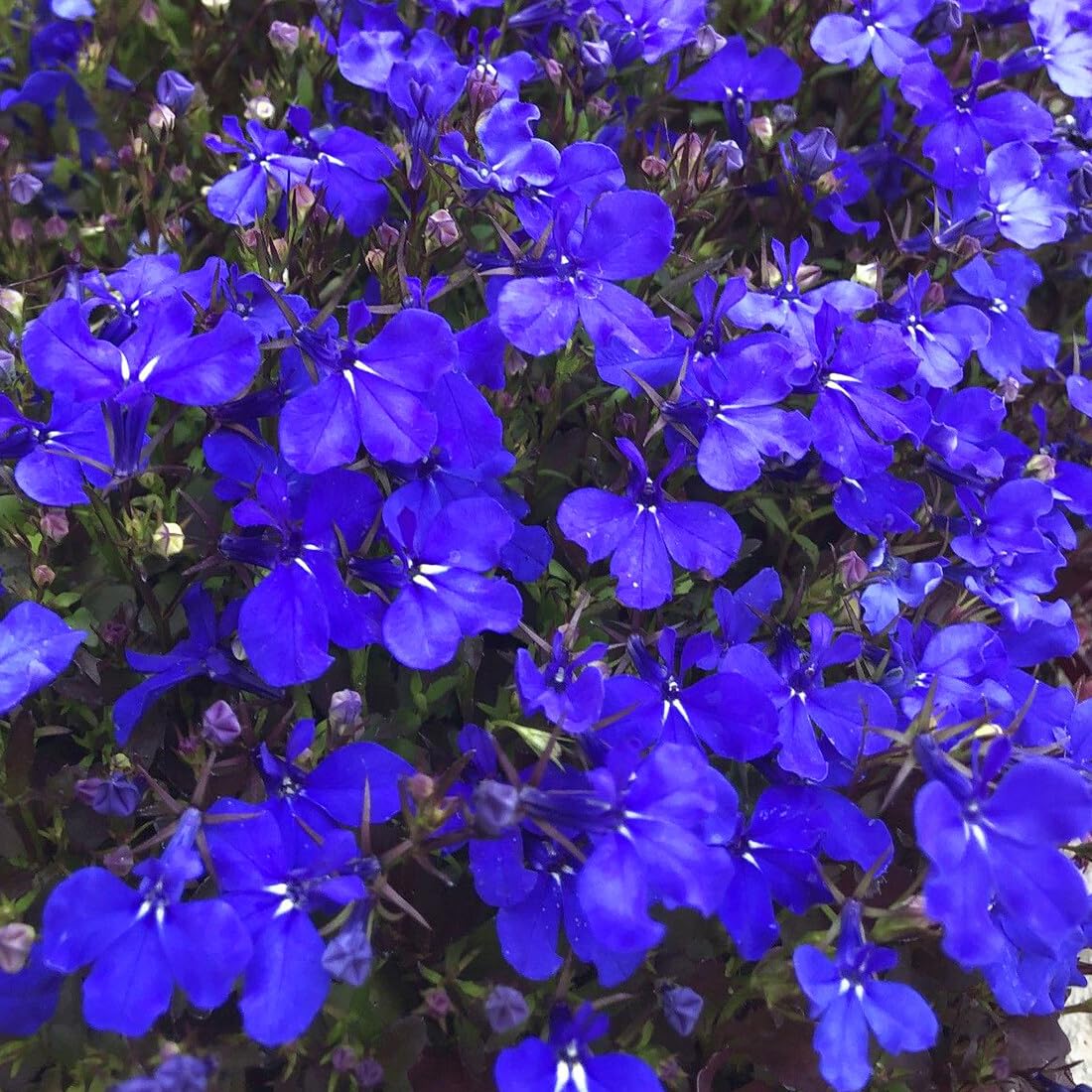 Pollinator-friendly Lobelia attracts bees, butterflies, and hummingbirds.