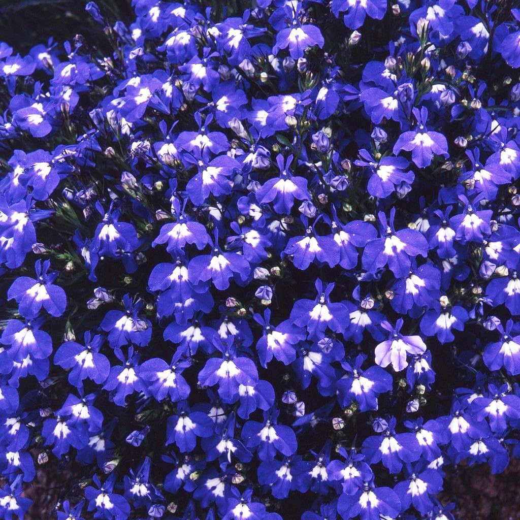 Non-GMO heirloom Lobelia mix preserves classic garden varieties.