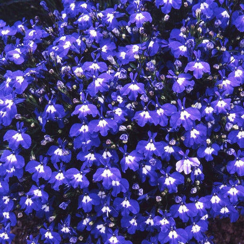 Non-GMO heirloom Lobelia mix preserves classic garden varieties.