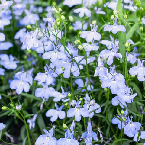 Carpet Creeping Lobelia seeds offer low-maintenance sowing for all gardeners.