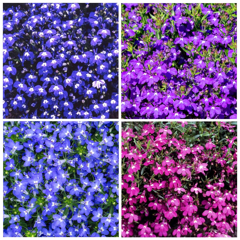 Carpet Creeping Lobelia seeds in mixed varieties boost garden color and ground cover.