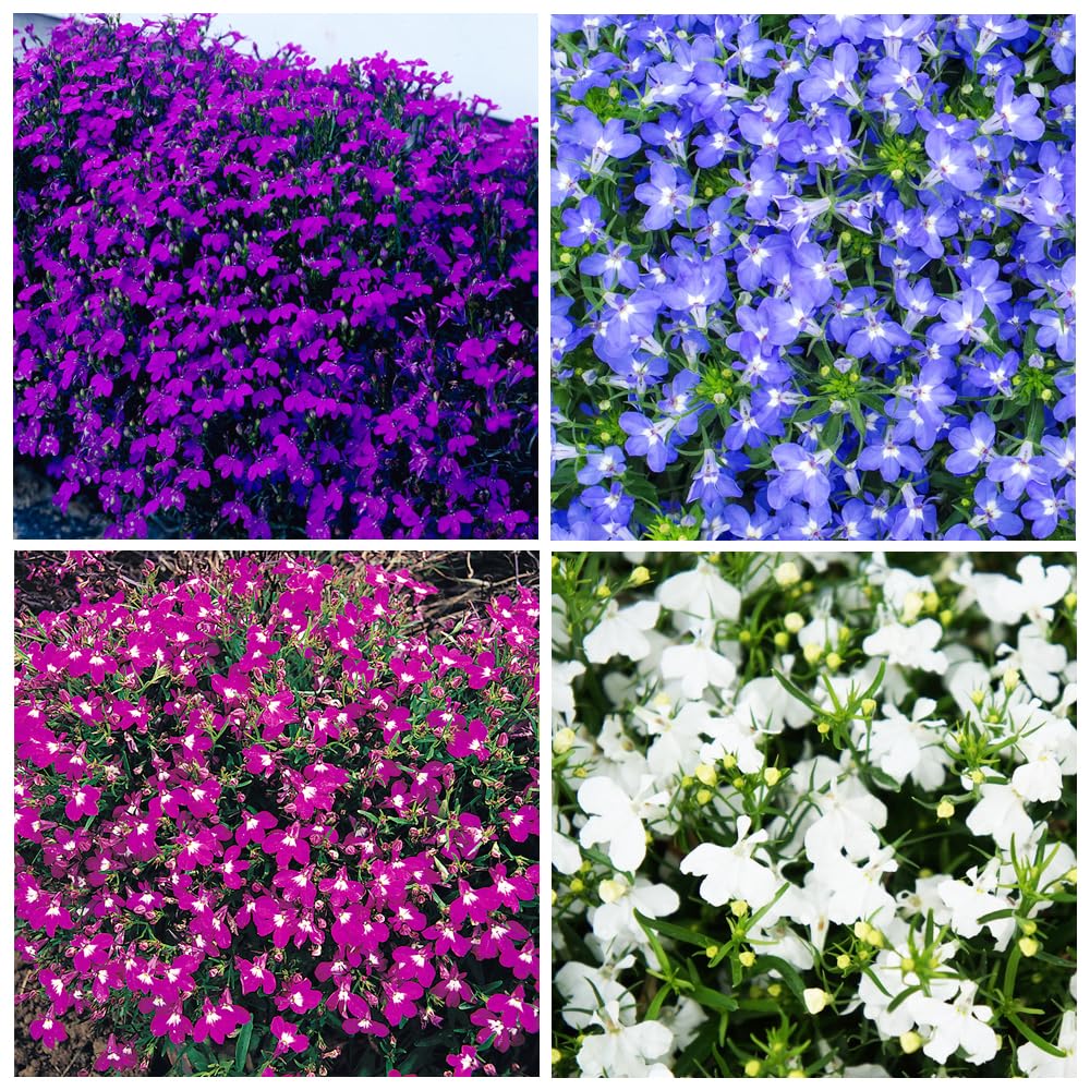 Carpet Creeping Lobelia seeds for easy outdoor planting with rewarding blooms.